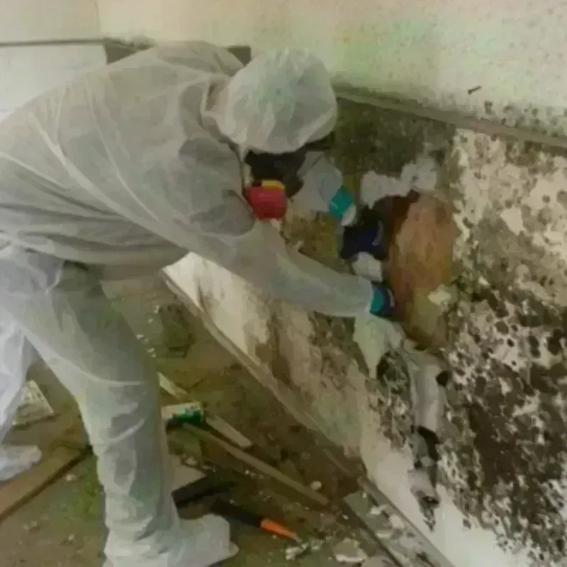 Mold Remediation and Removal in Horn Lake, MS